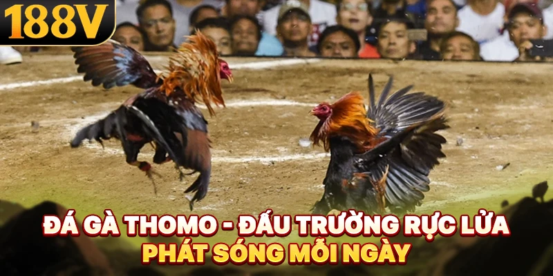 Đá Gà Thomo - Đấu Trường Rực Lửa Phát Sóng Mỗi Ngày