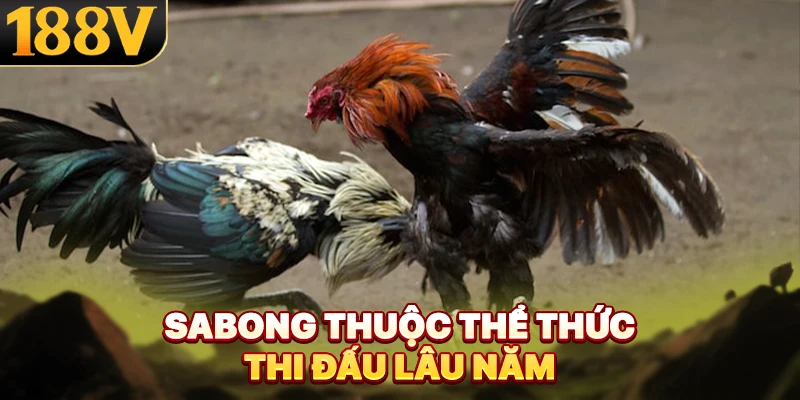 Sabong thuộc thể thức thi đấu lâu năm